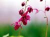 Show product details for Epimedium grandiflorum Shiho